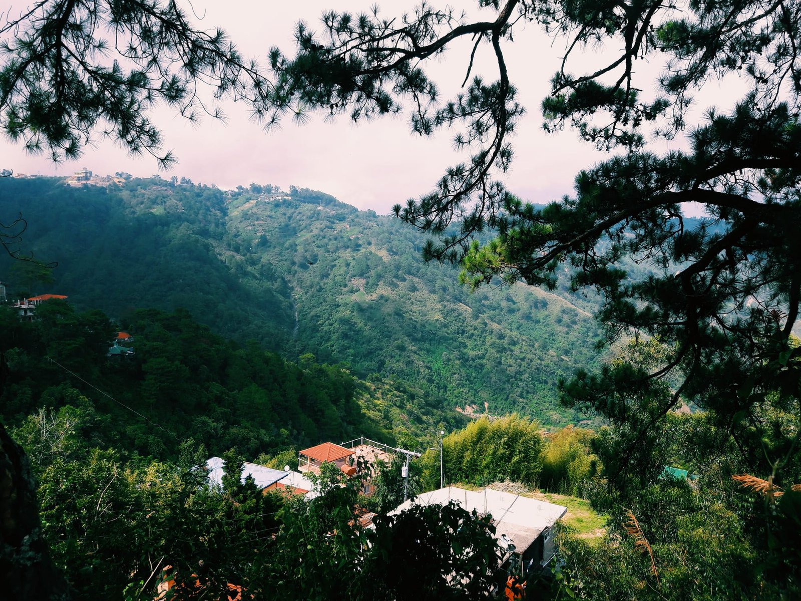 A view framed by pine trees over Baguio's houses stepping down green slopes
